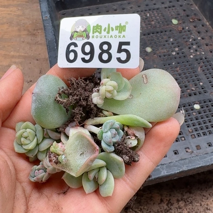 孟*多肉植物多肉植物