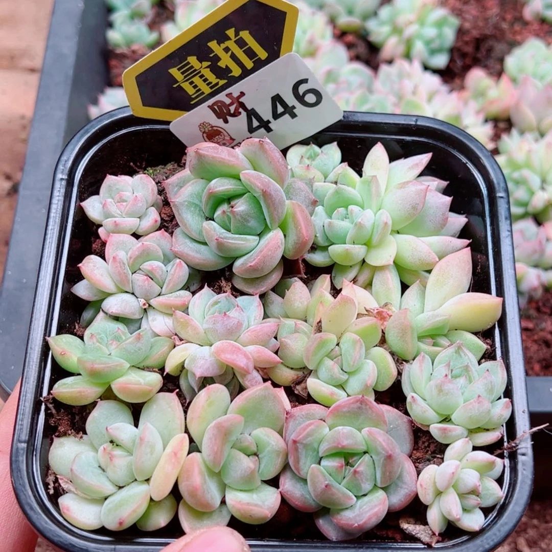 多肉植物多肉植物