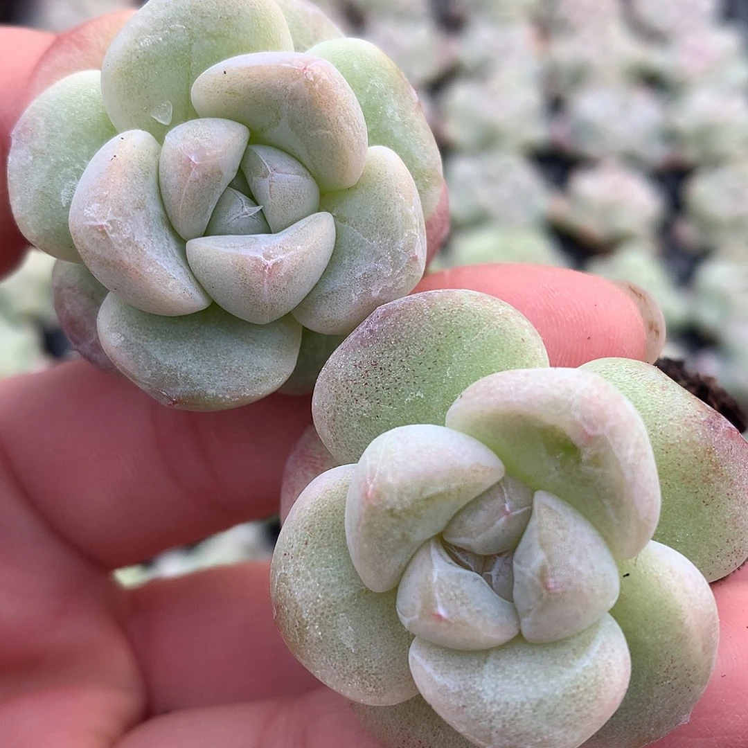 20颗30包邮 控养三年多的冰玉