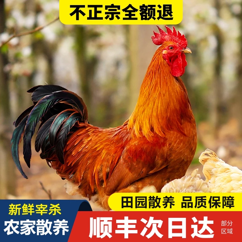 孙加强专属70/80小时候的味道 农家散养走地大公鸡老母鸡肉质鲜美