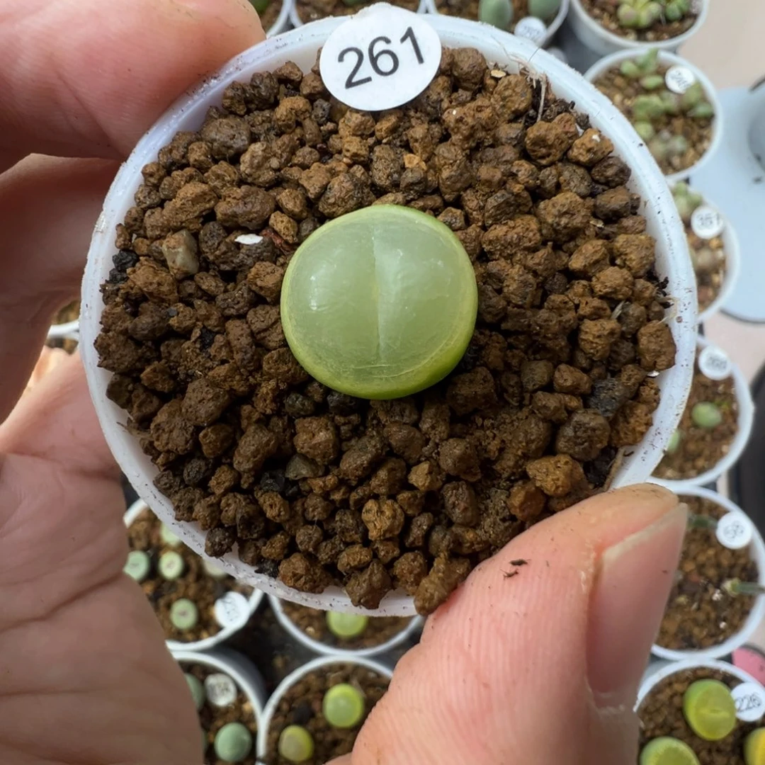 芥****拉登一颗脱土261000000