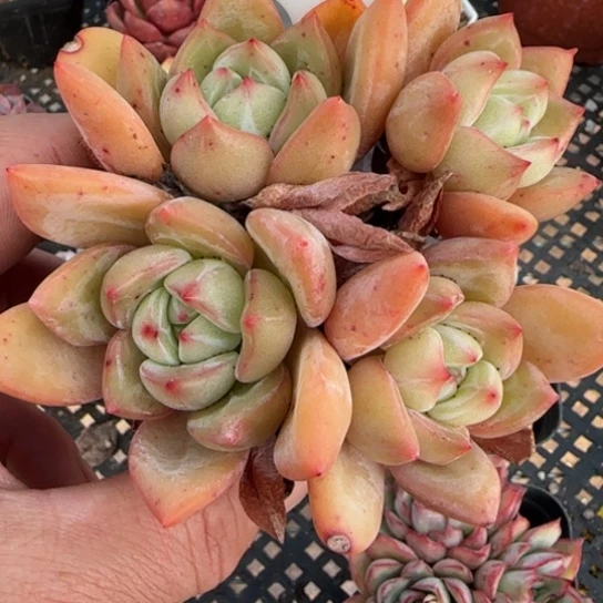 64白夜香槟一物一拍多肉