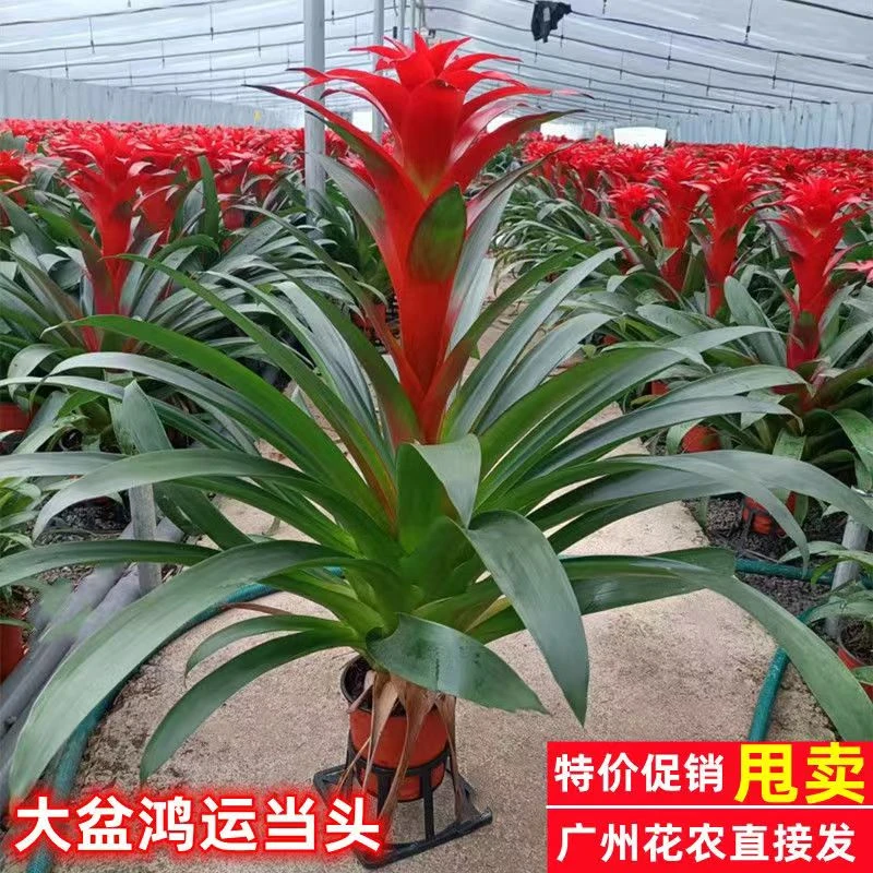 鸿运当头盆栽带花小红星办公室开红花好养花卉凤梨吸甲醛绿植