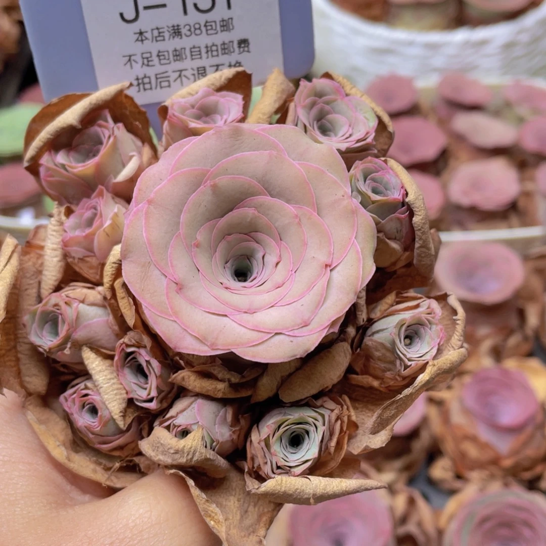 山地玫瑰J131断枝不包损不售后