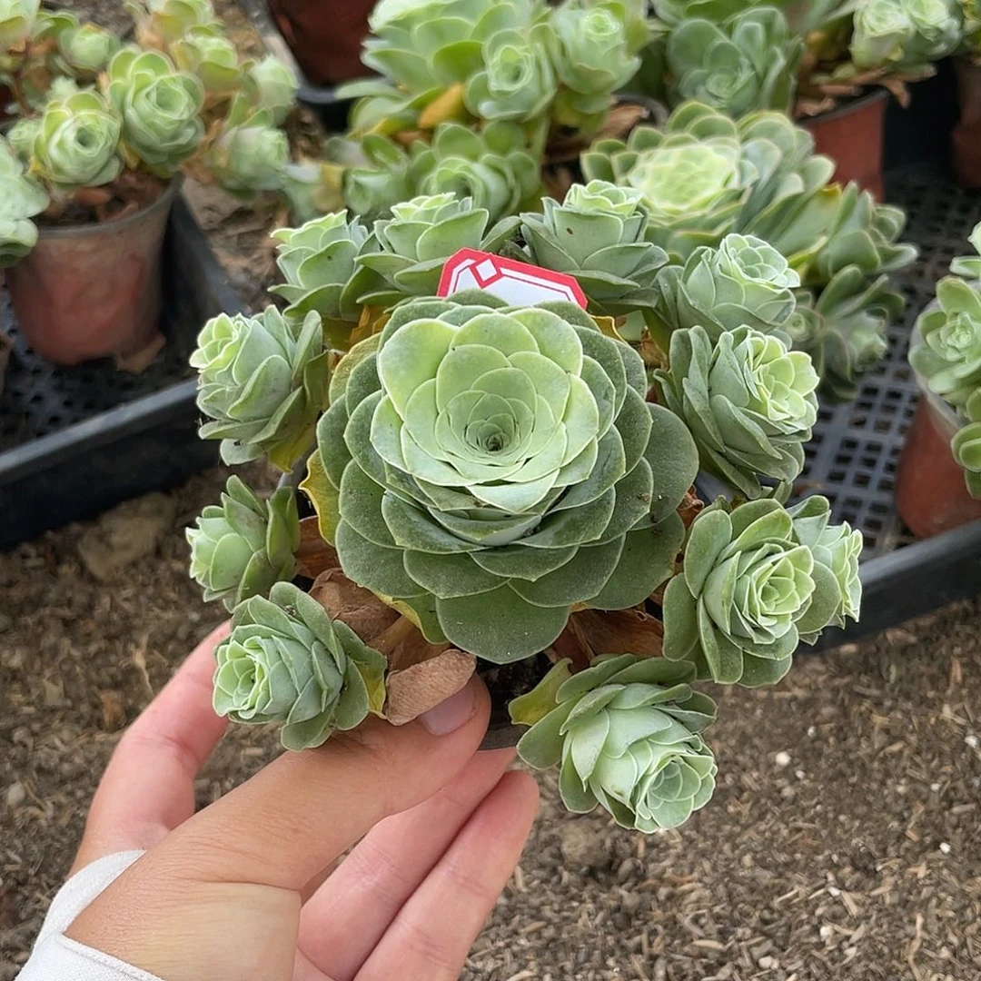 山地玫瑰多肉不售后 166