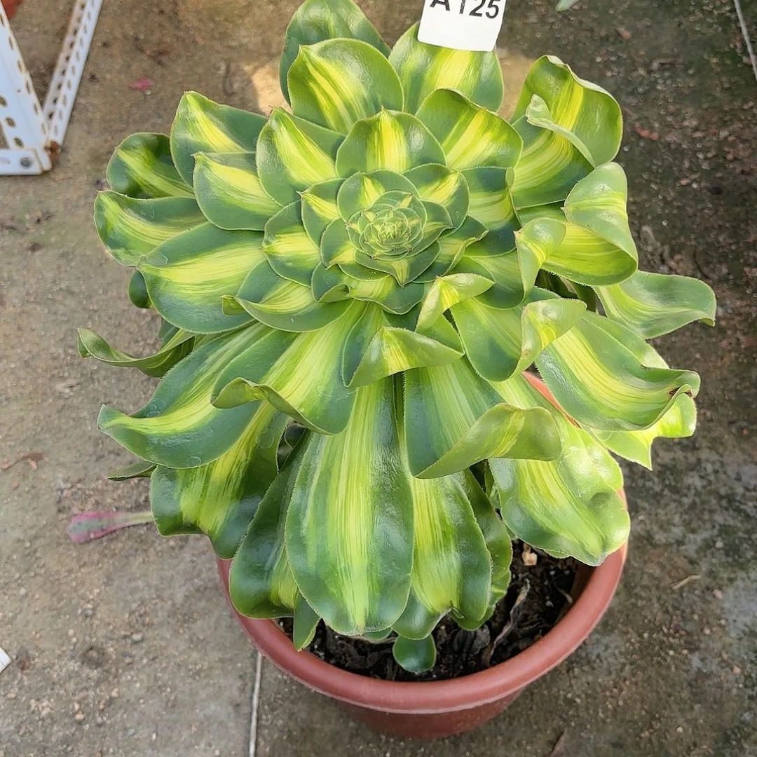 花*多肉法师暴君125