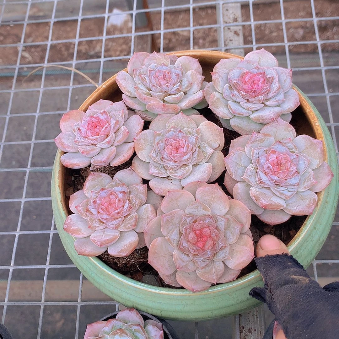 粉蜜捡漏rtyuiiooopp