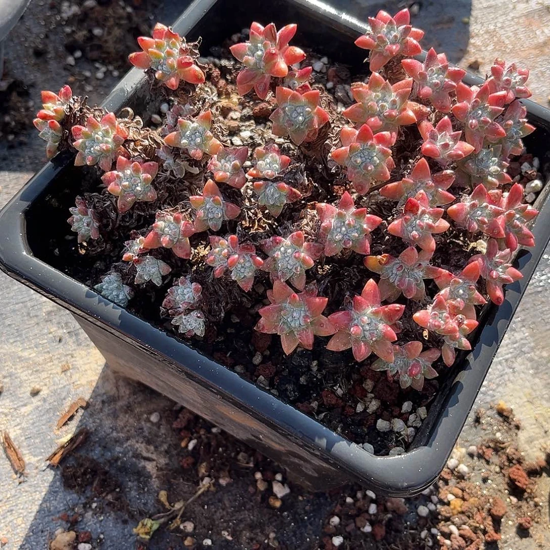 小鹿多肉一物一拍