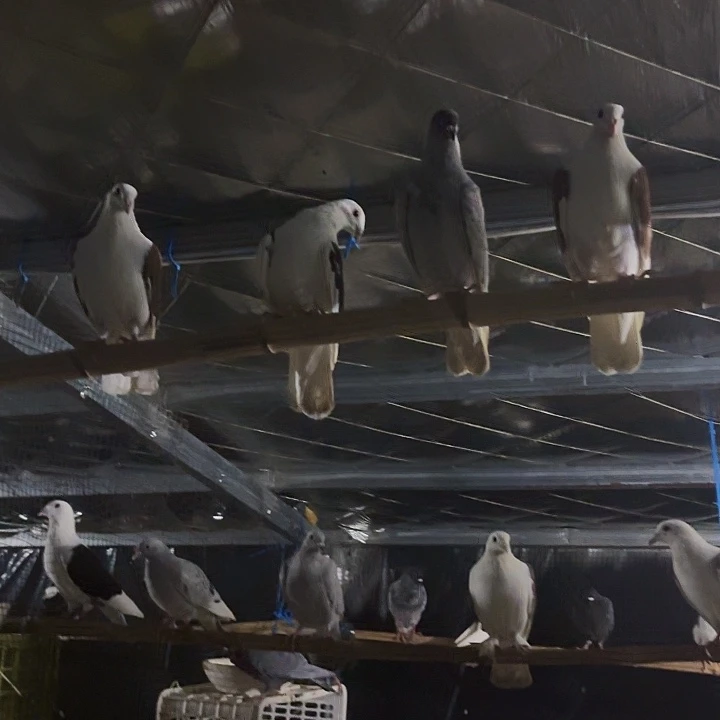 15天中国大陆各种鸽子直播严选