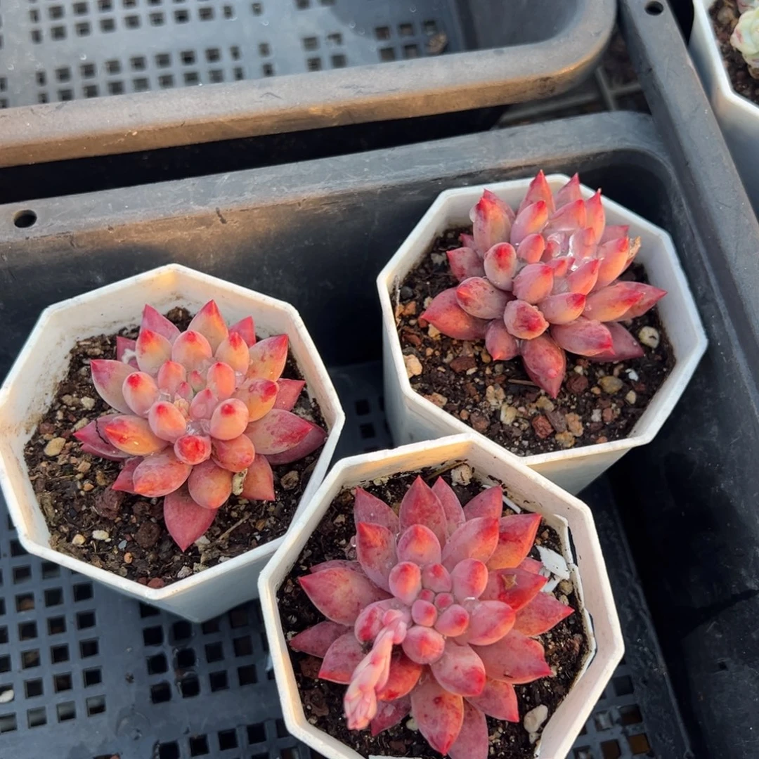 车厘子单头叶片微瑕到手1颗量拍多肉满20元包邮明天发货