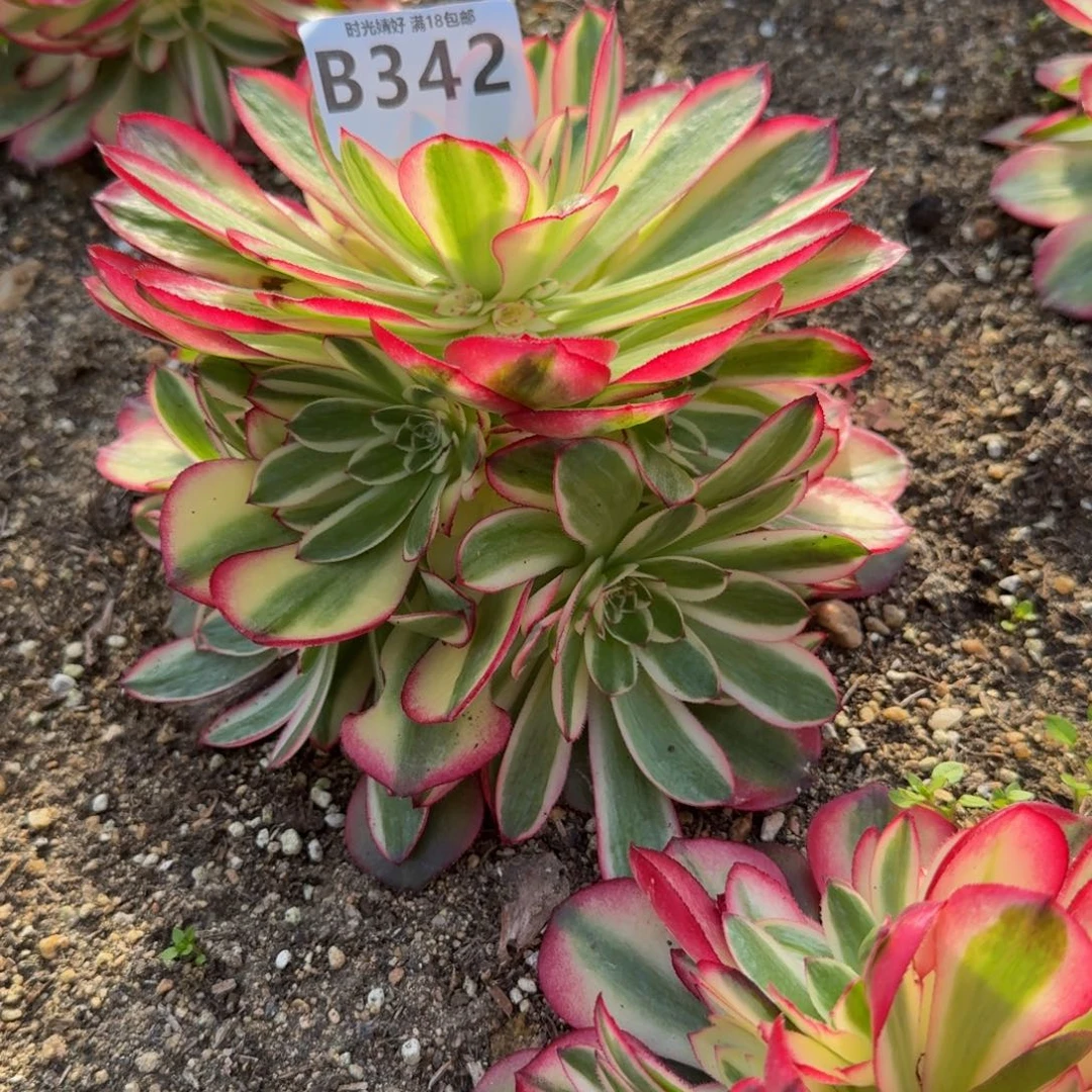 秋*342荔枝到秋天。多肉植物