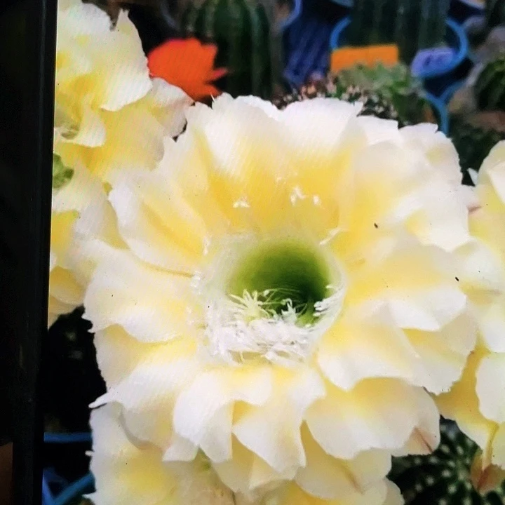 绿心可可侧芽5公分以上