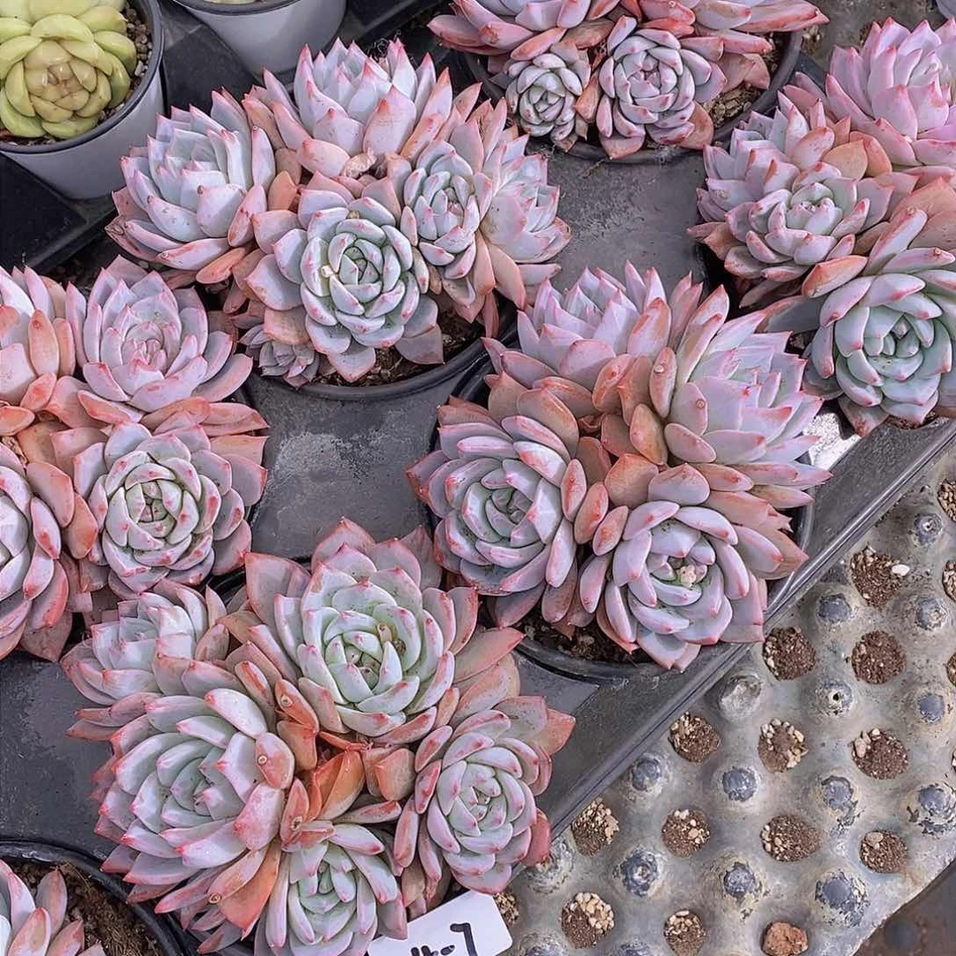 3.4-7-粉蓝鸟大群福利一颗 默认有砍慎拍