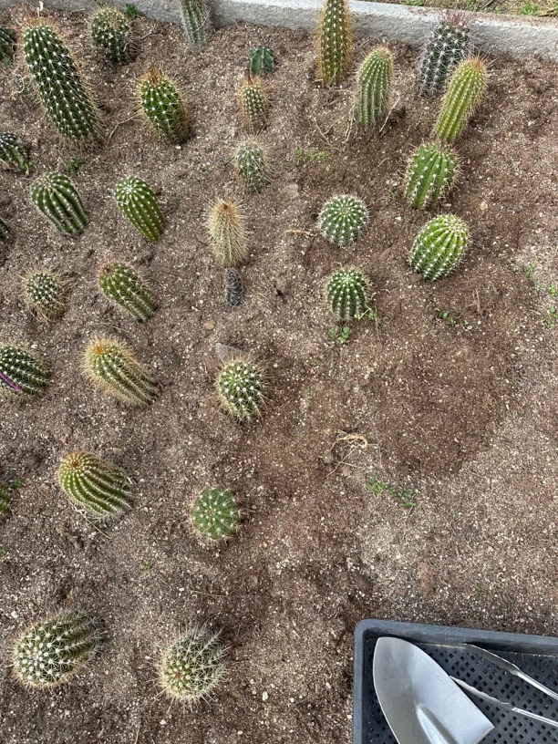 仙人球，专用1比1高营养土。