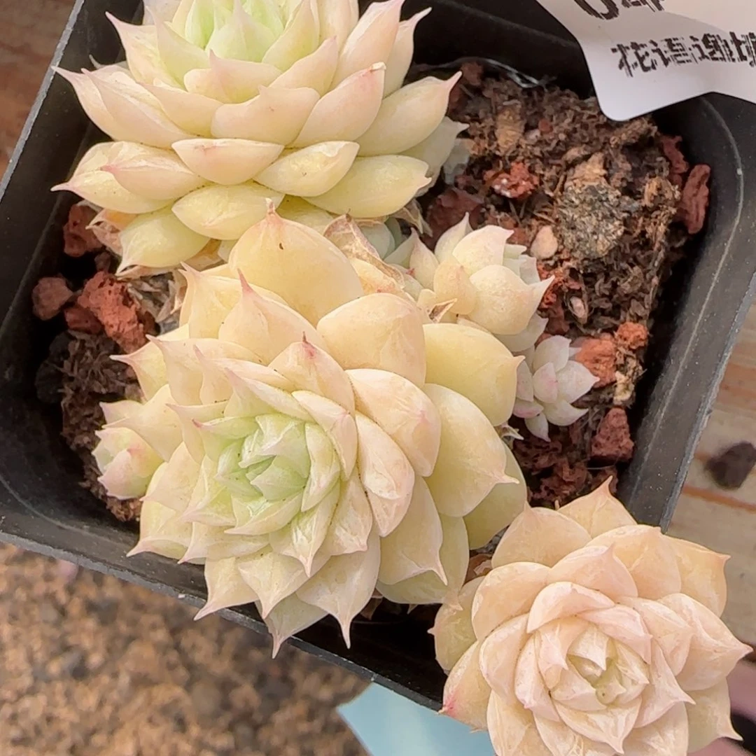 花语逸境0222-04散