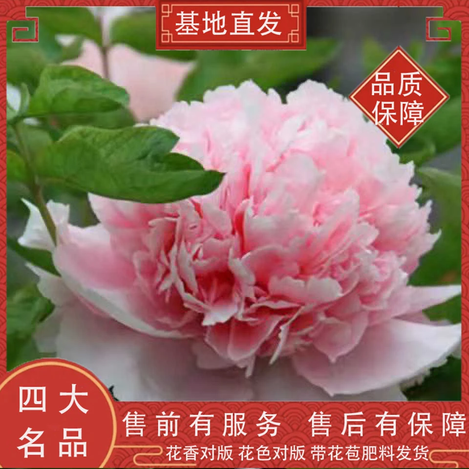 【赵粉】正品洛阳重瓣大花牡丹盆栽观赏花卉耐寒好养适合种植