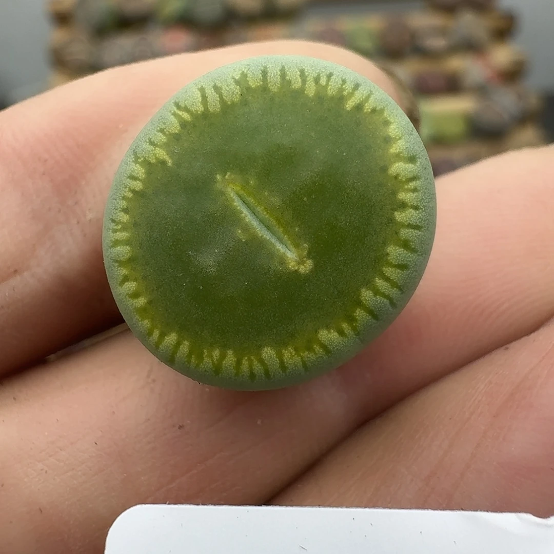 516多肉哈哈哈哈哈哈哈