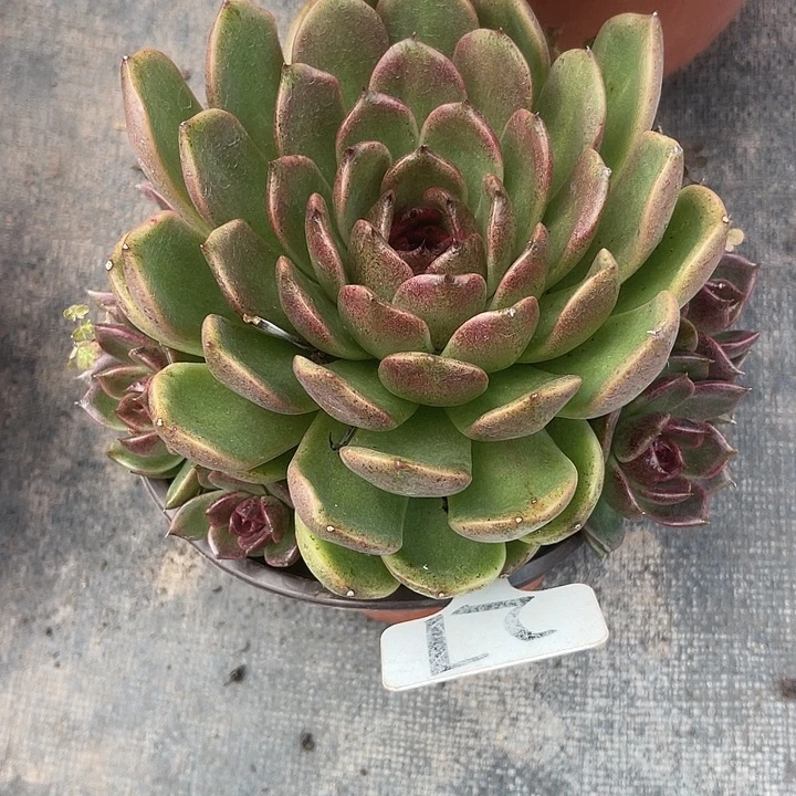 微***行晨语多肉，一物一拍27