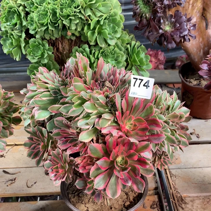 774女神缀多肉法师