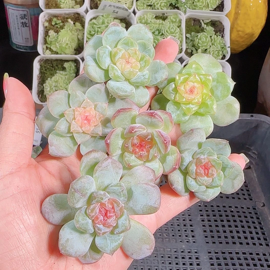 0824---93糖心珍妮