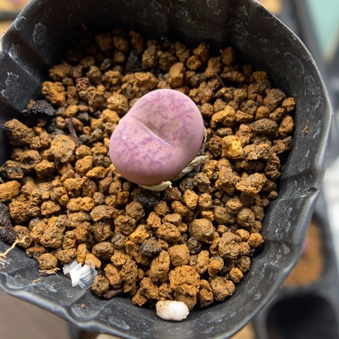 多肉植物肉锥杂交K-5914