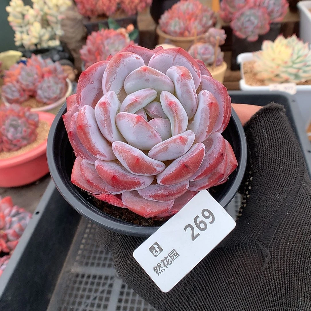 269粉星影多肉植物66666