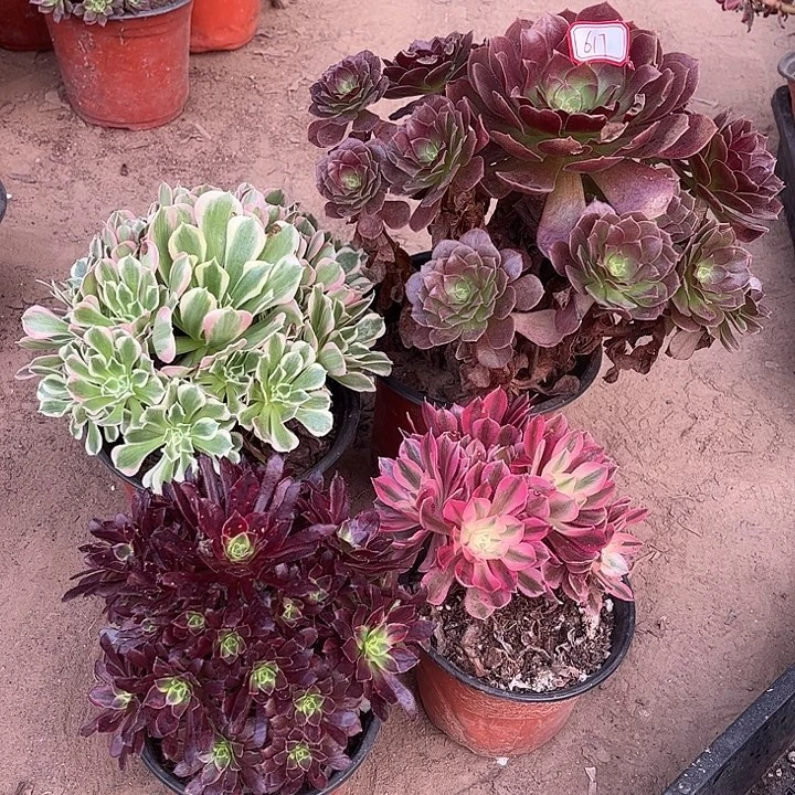 617多肉植物组合，