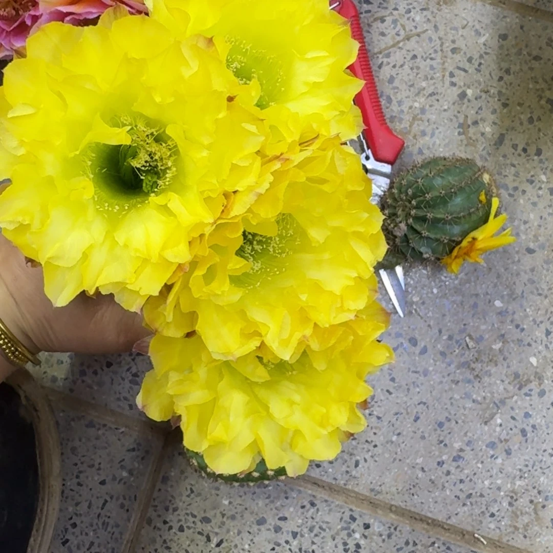 303彩草绿梦歪无根侧牙4公分左右，20包邮