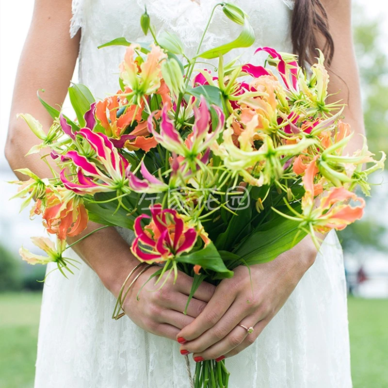 左家花园嘉兰百合球根 火焰百合庭院多年生攀援花卉植物