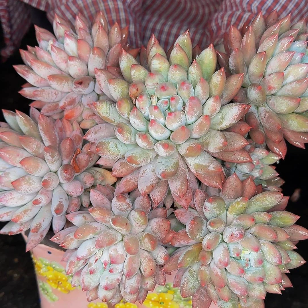 牛*哈哈哈哈哈健健康康健健康康咯