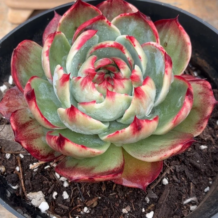 多肉植物惊鸿仙子