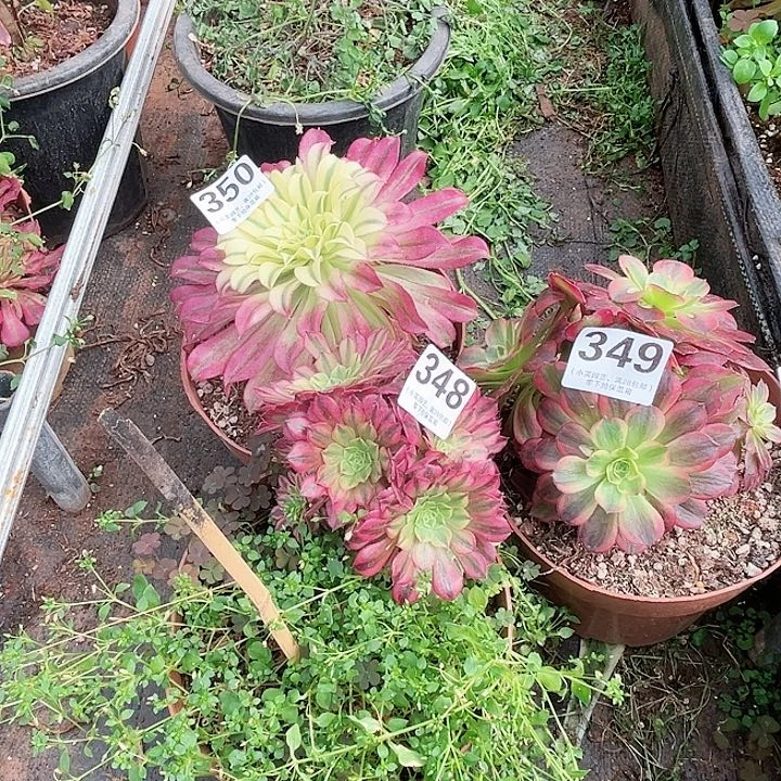 348-349-350多肉植物、