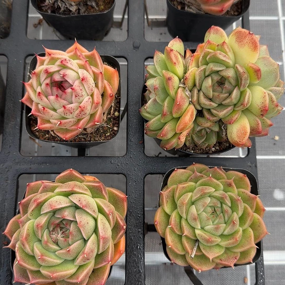 从前慢甄选多肉编号海王珍妮两颗