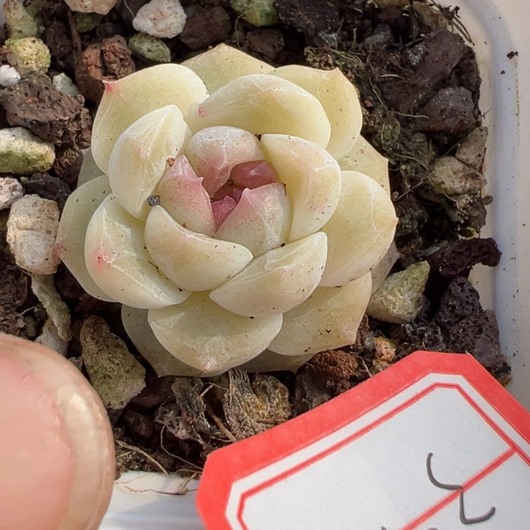 小卡拉米糖心一物一拍3-103