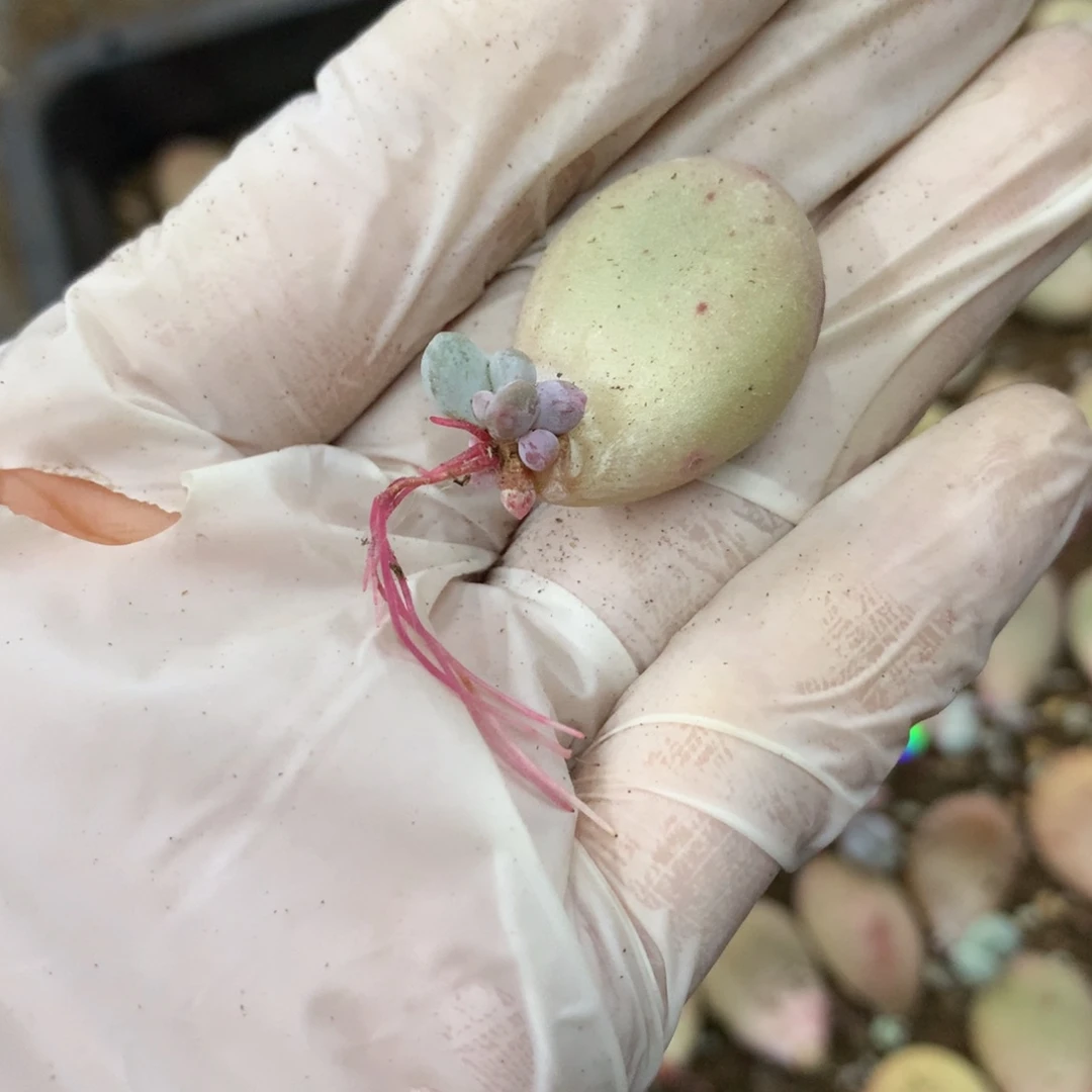 593 大叶奶酪多肉