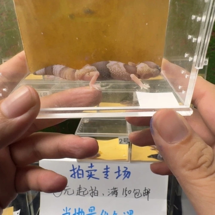 肥尾守宫奶橘，母温0元起！