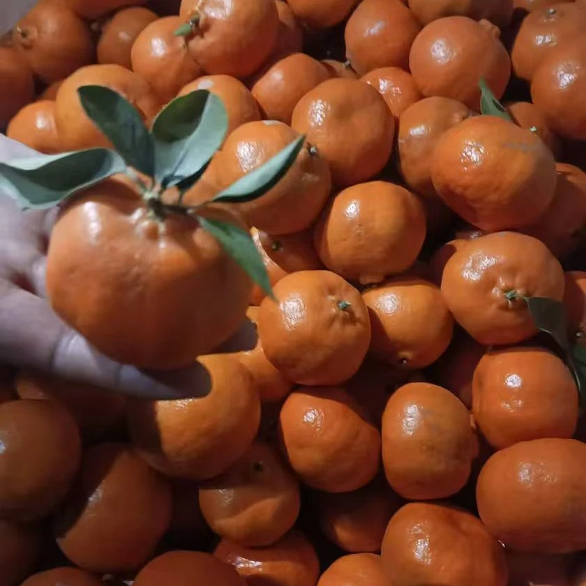 农村红桔子，历史悠久。味九分甜一分酸。