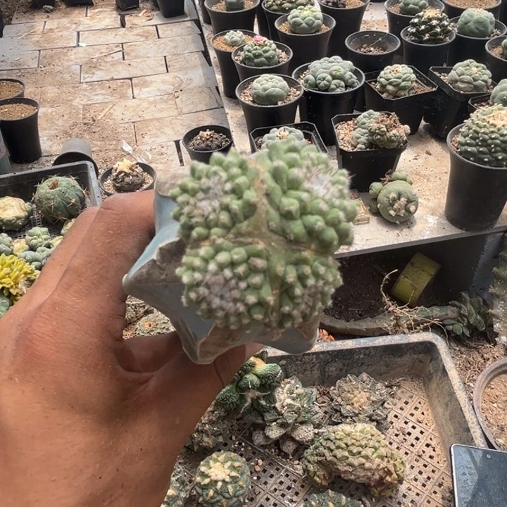 红花掬水仙人球嫁接