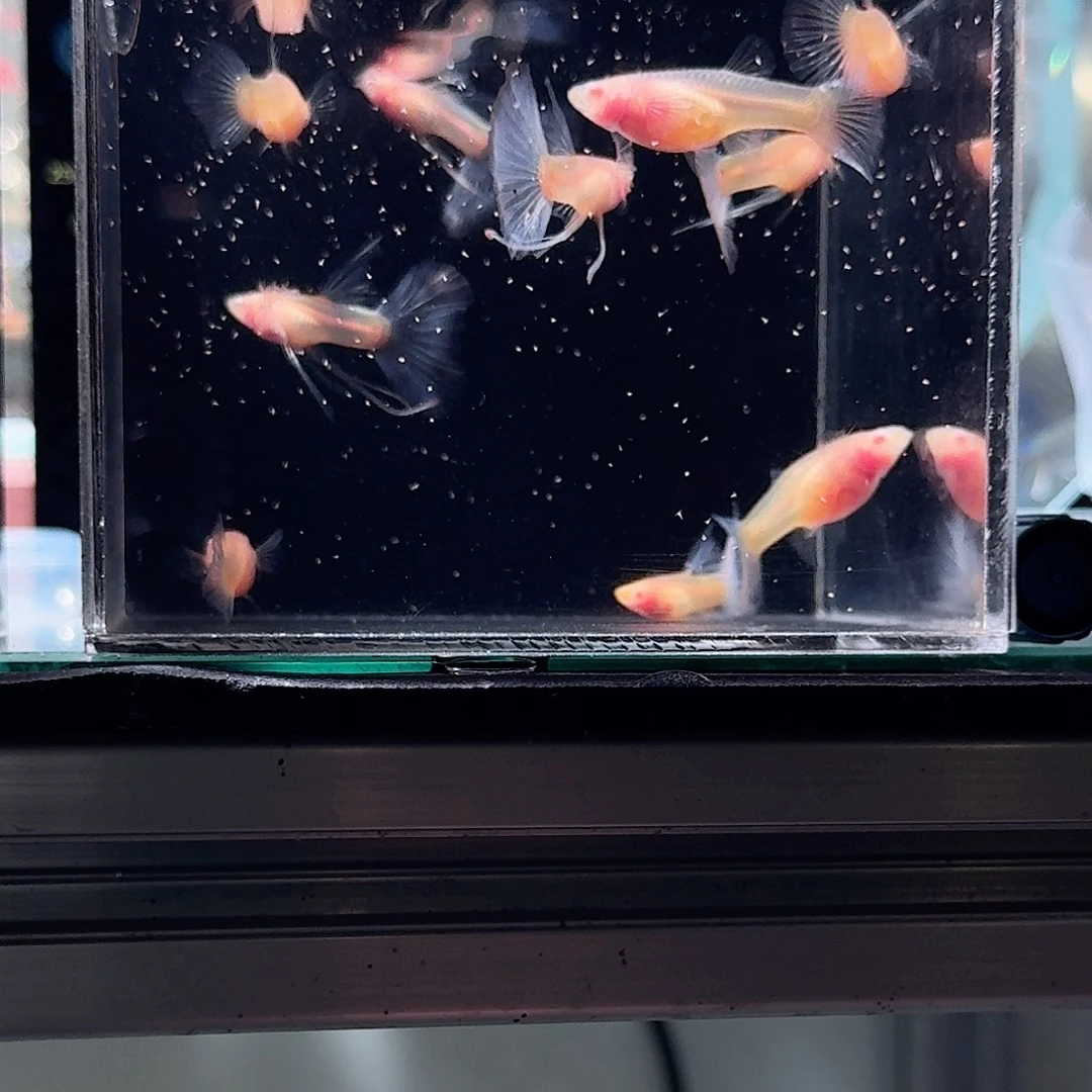 孔雀鱼蓝白玻璃10条38包邮