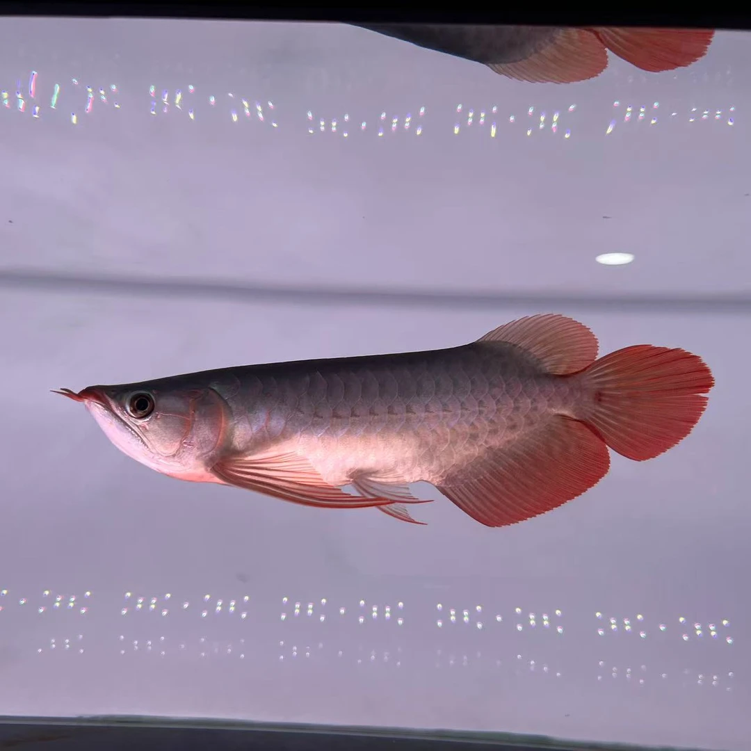 精品印尼纯血红龙观赏鱼活体