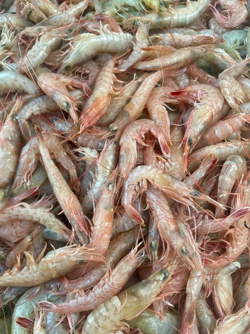 大连旅顺本地 灯笼红虾 鹰爪虾 历虾 灯红虾 野生顺丰冻发
