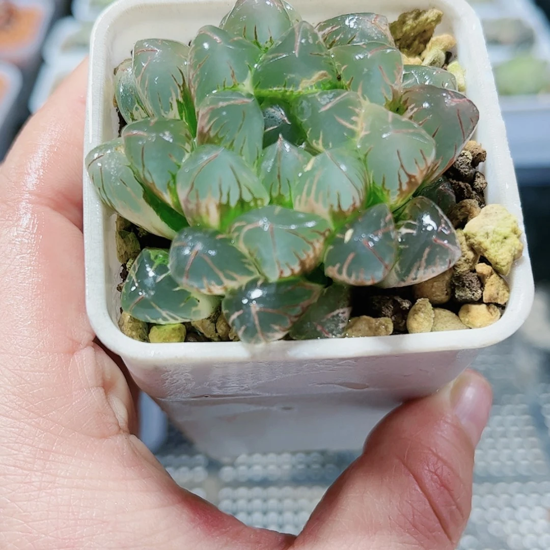 【闪购商品】实生玉露锦