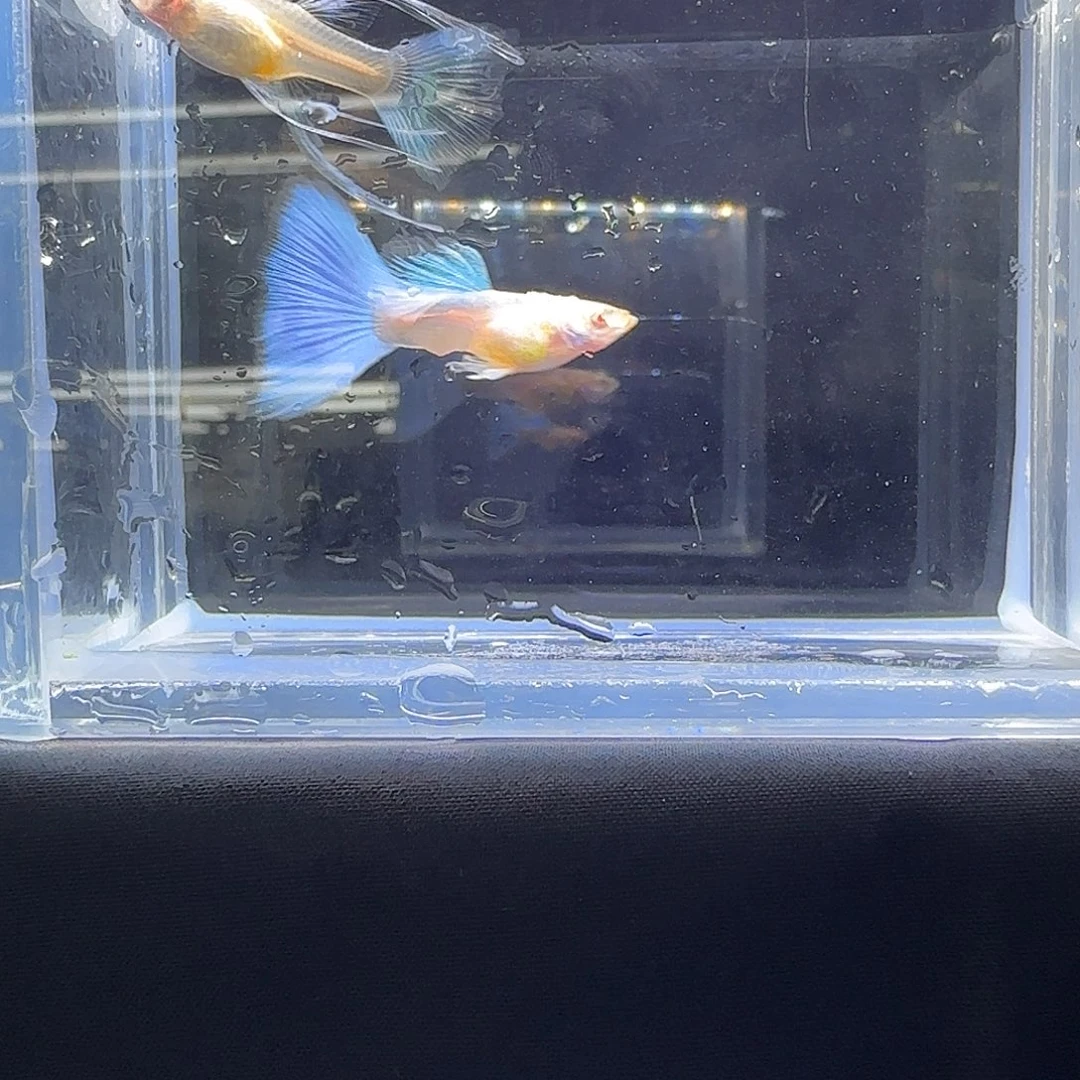 孔雀鱼关注主播可以下单