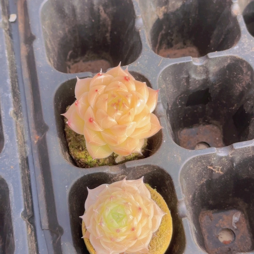 水***麦秆精控2颗一物一拍