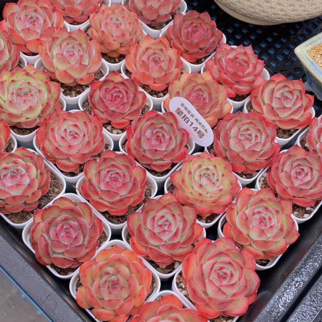 量拍14号全状态草莓杏仁单头一个