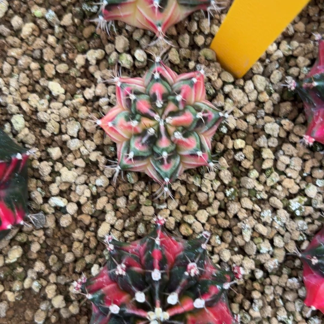 L568-0103泰国发货 仙境