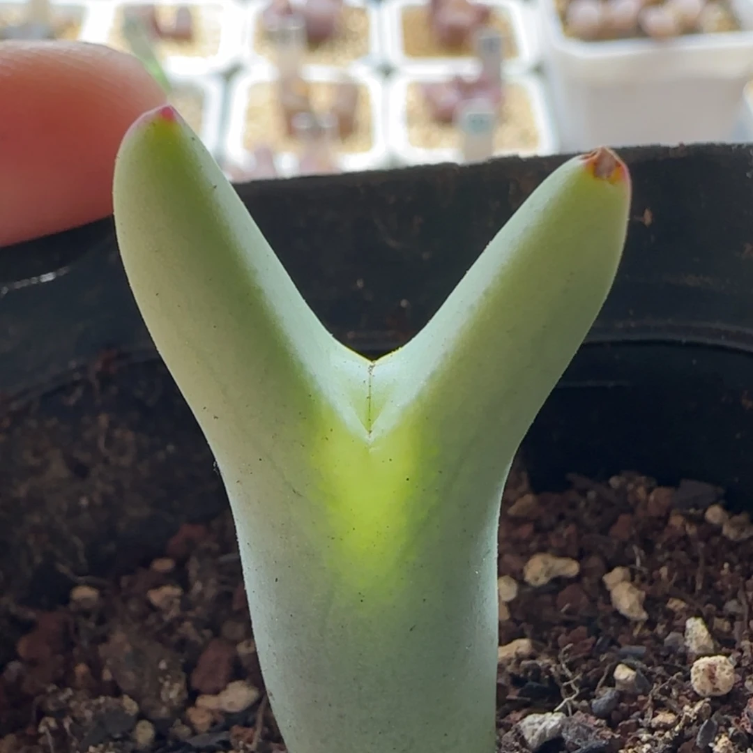 【闪购商品】0328皮卡丘疤