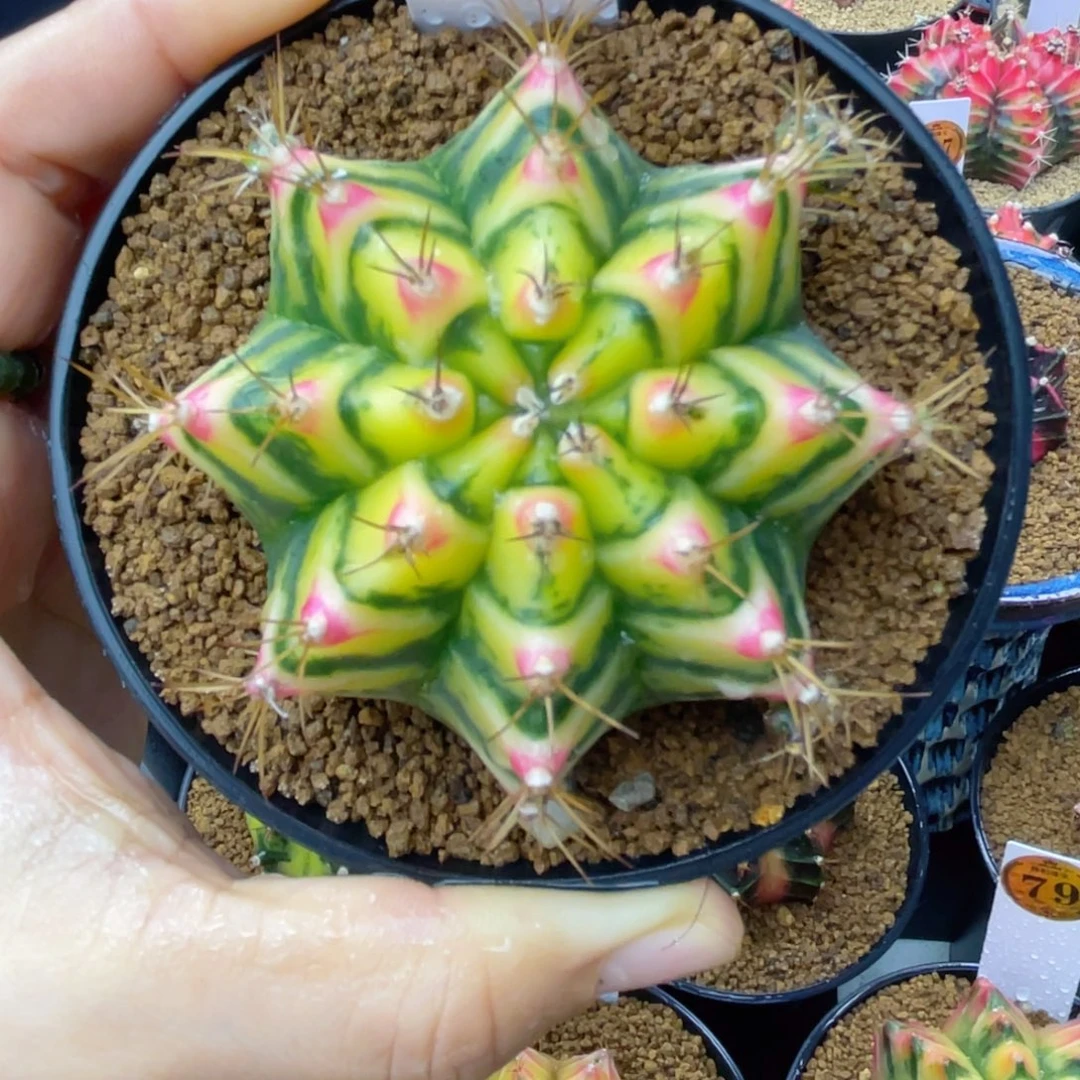 花田 普卡妈妈家品质