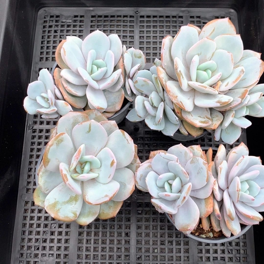 #670 售后范围：签收起7天内