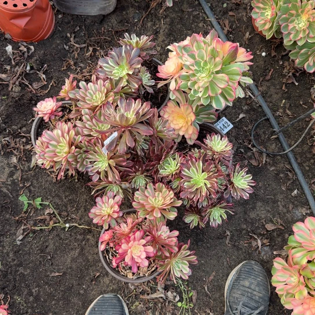 法师6颗6611 19-37